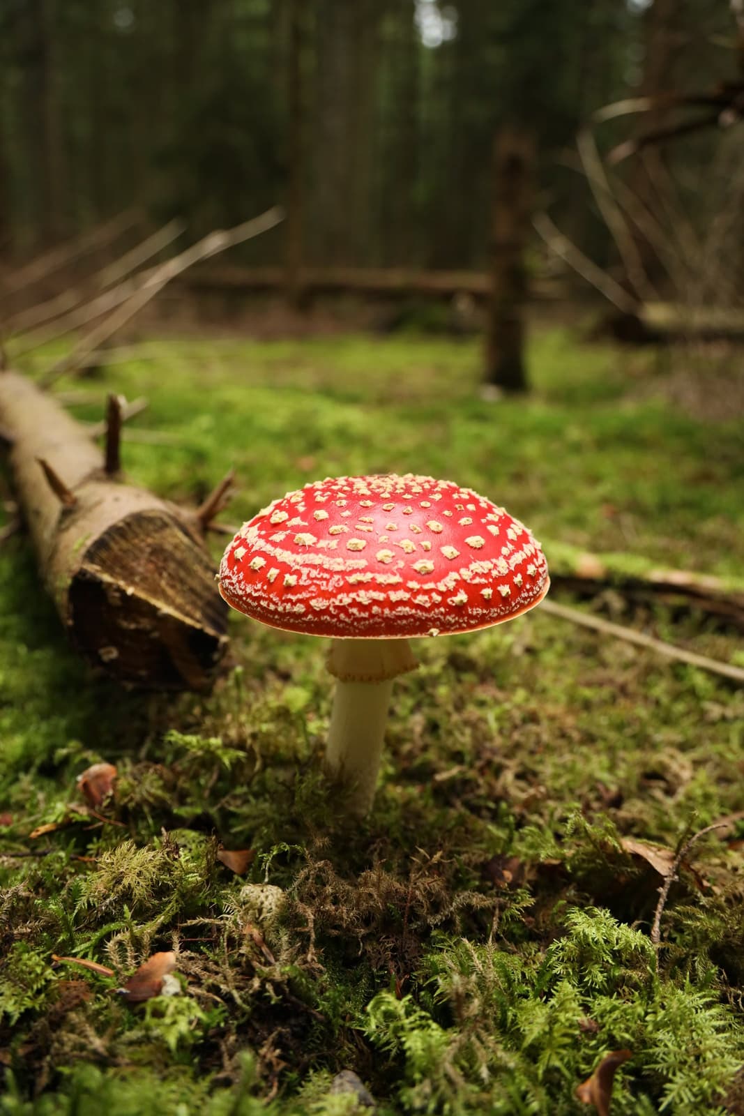 Amanita muscaria fly agaric mushroom