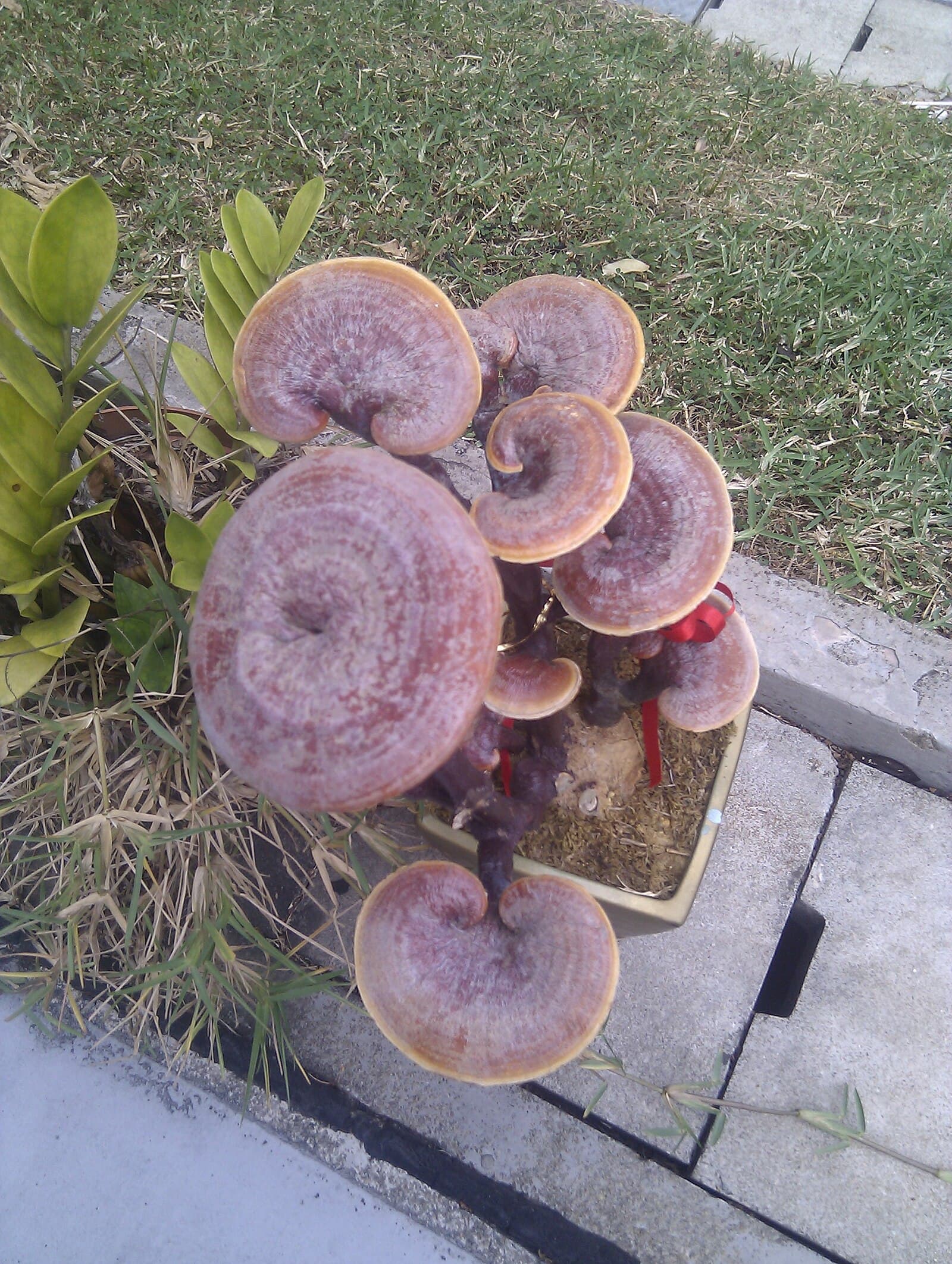 Reishi (Ganoderma lingzhi) functional mushroom