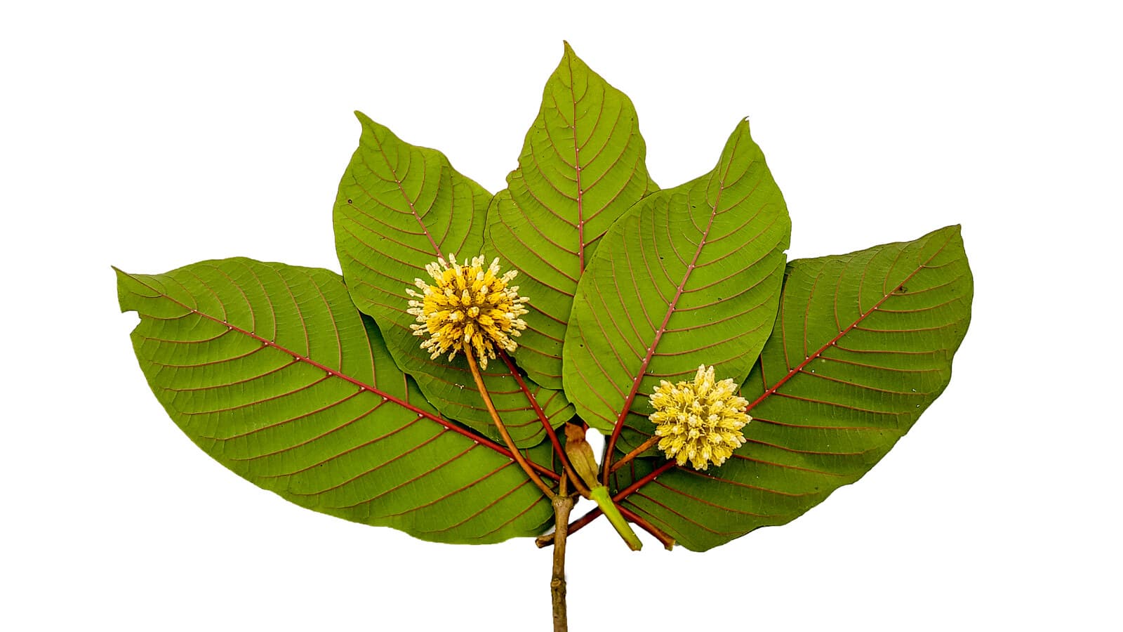 Kratom leaves and green powder