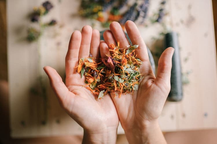 Hands holding dried botanicals