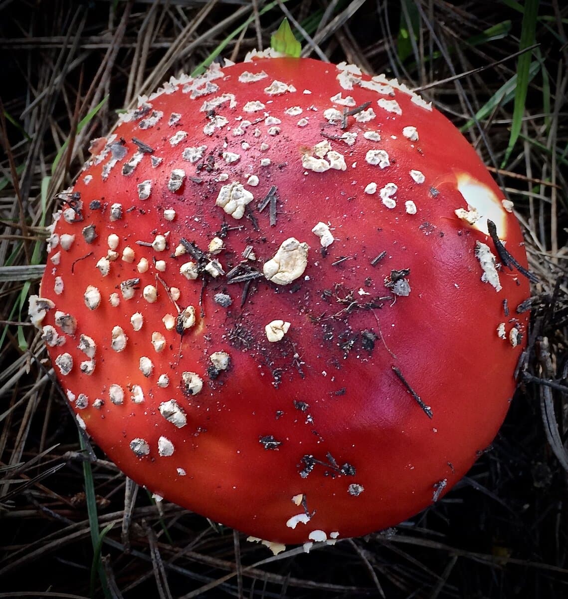 Amanita Honey Sticks