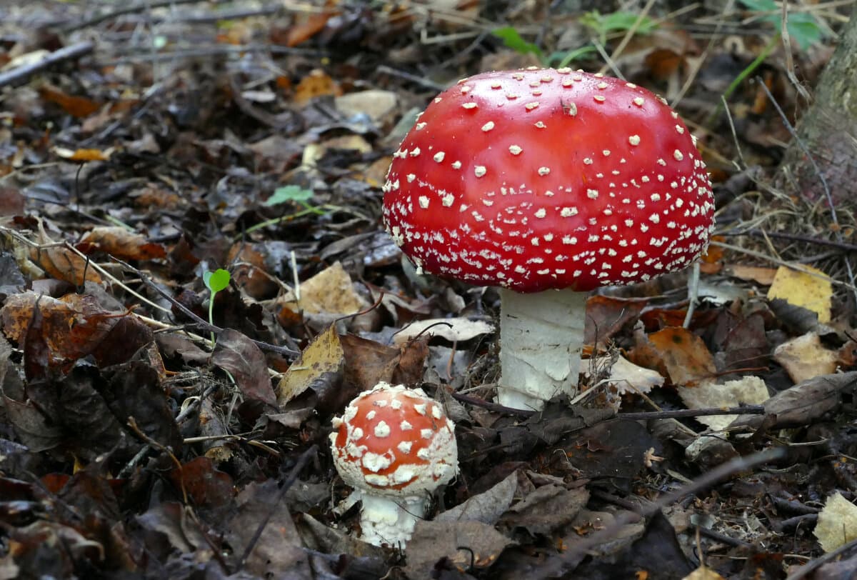 Amanita + Reishi Blend Gummies