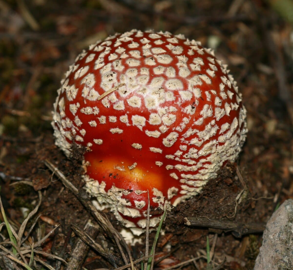 Amanita Soft Chews