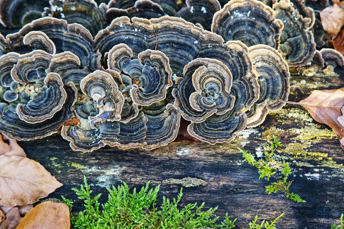 Calm Stack Functional Capsules (Reishi + Ashwagandha)