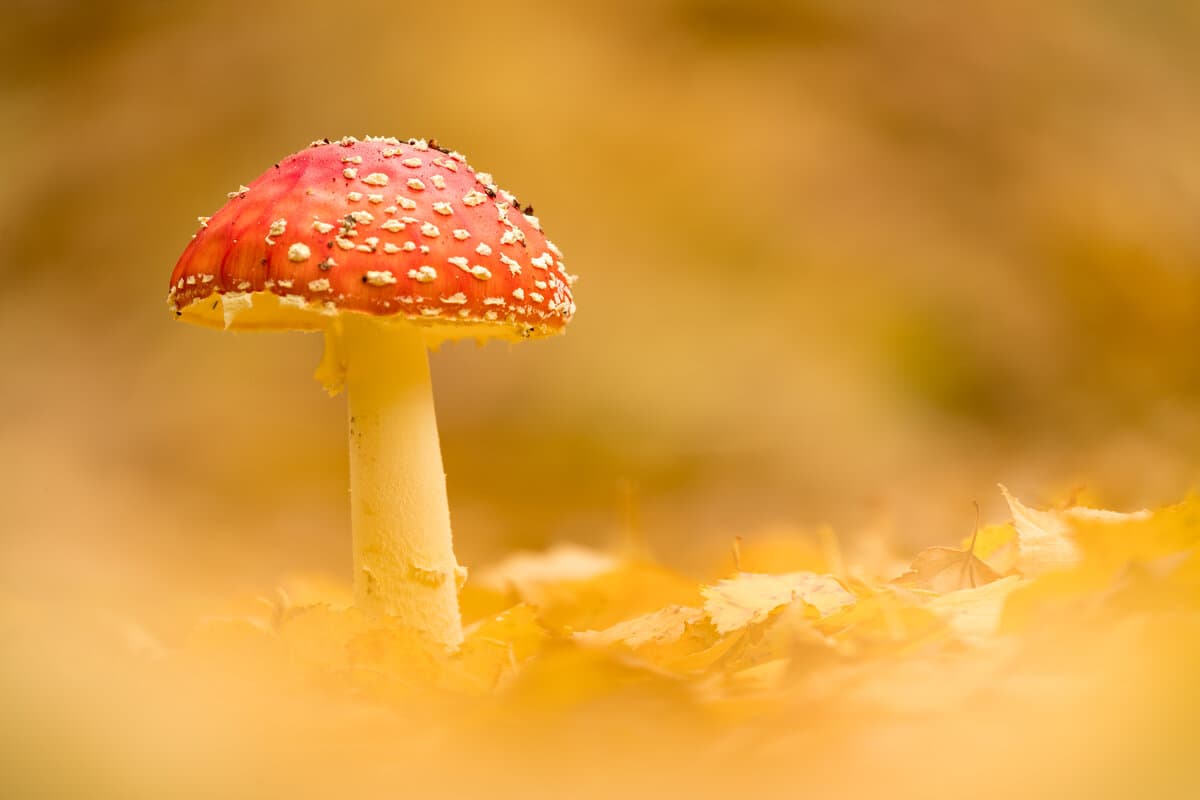 Classic Amanita Gummies