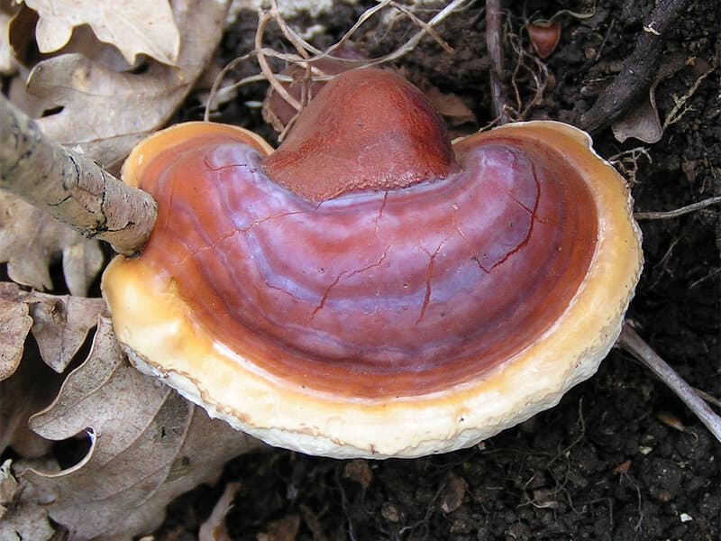 Focus Stack Functional Capsules (Lion's Mane + Cordyceps)