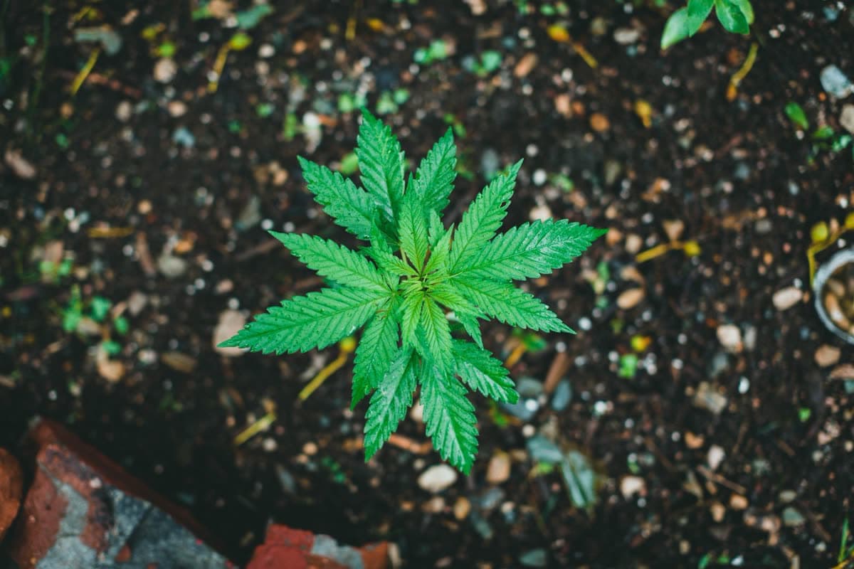 Girl Scout Cookies Hemp Disposable