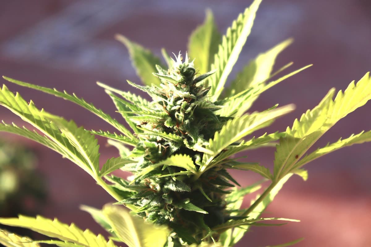Granddaddy Purple Hemp Disposable