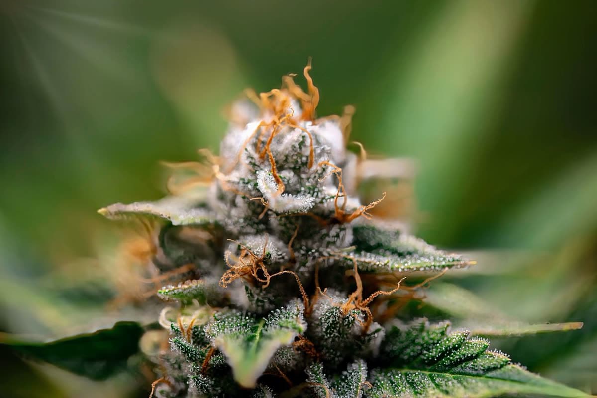 Hawaiian Haze Hemp Flower