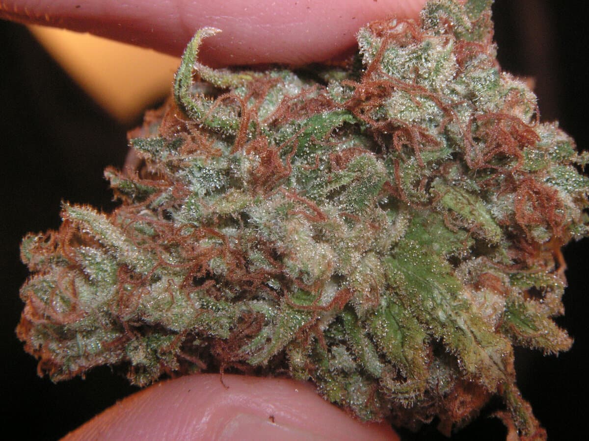 Lifter Hemp Flower