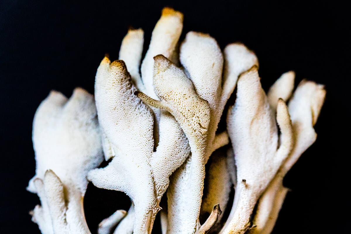Maitake Functional Capsules