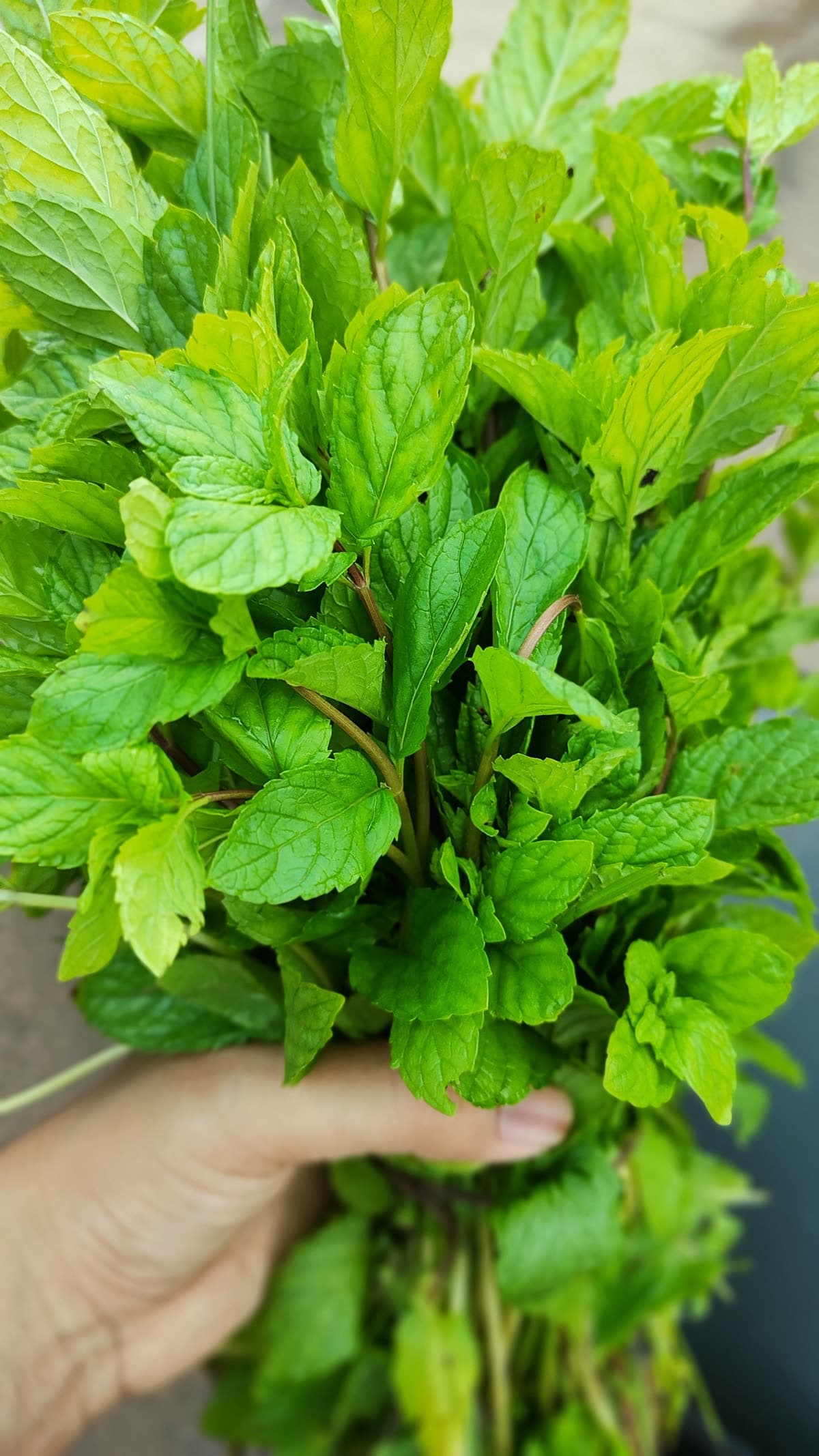 Peppermint Tingle Stick