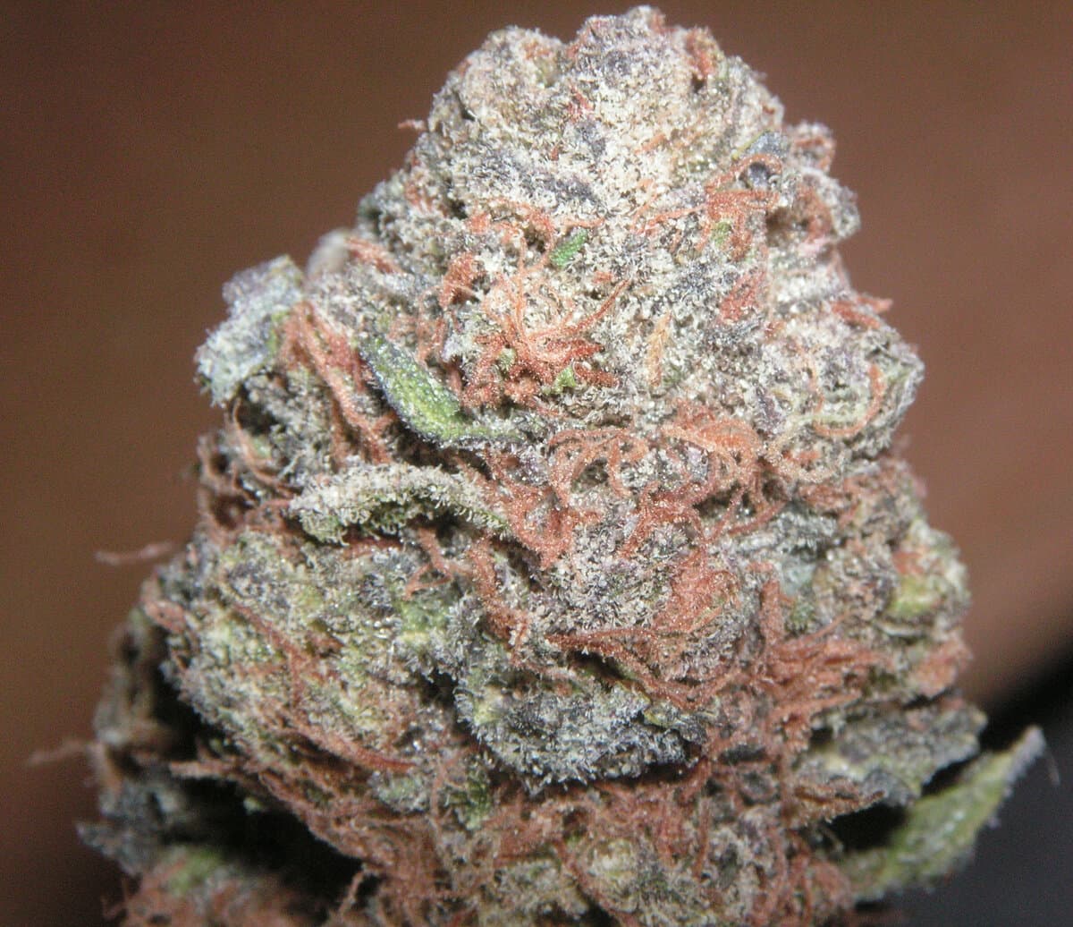 Pineapple Express Hemp Flower