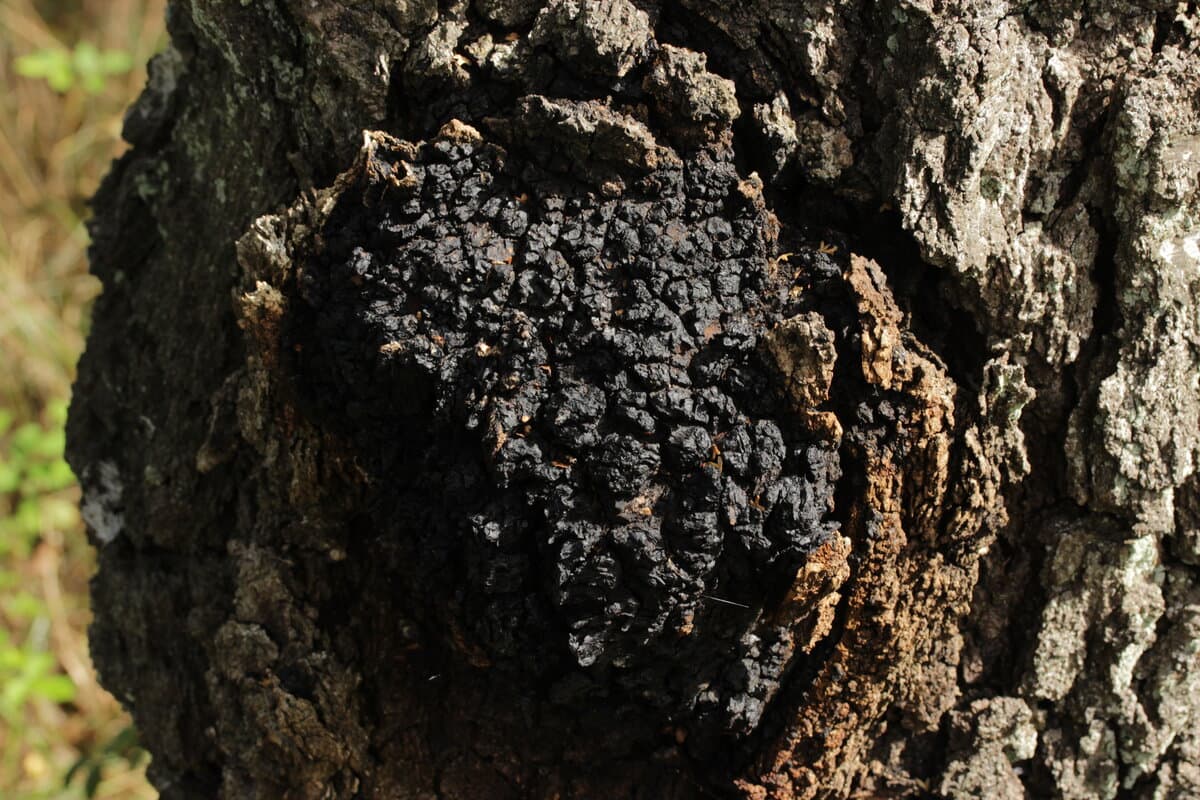 Sleep Stack Functional Capsules (Reishi + Magnolia)