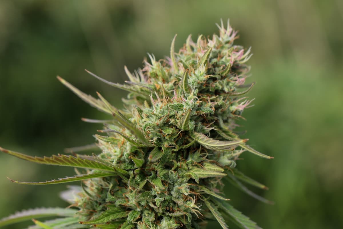 Sour Diesel Hemp Disposable