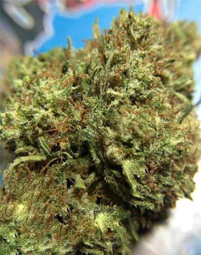 Suver Haze Hemp Flower