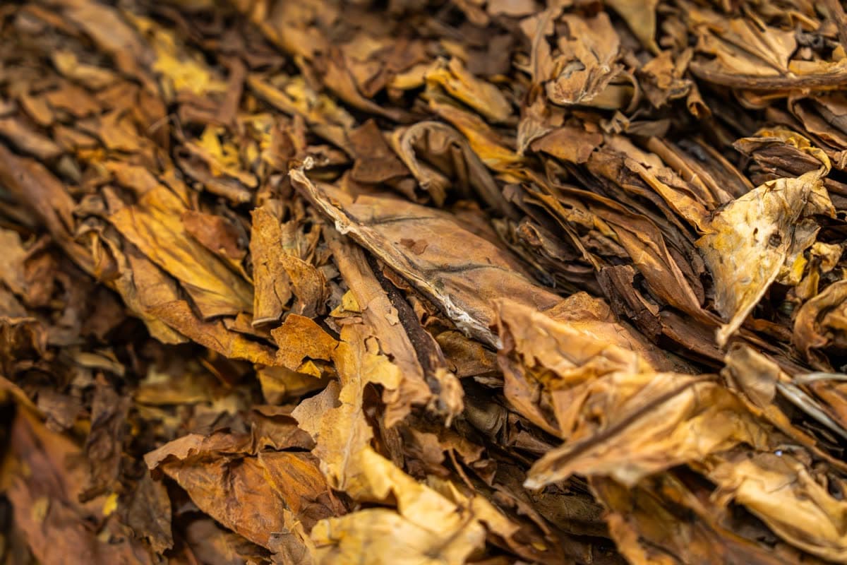 Tobacco Nicotine Disposable