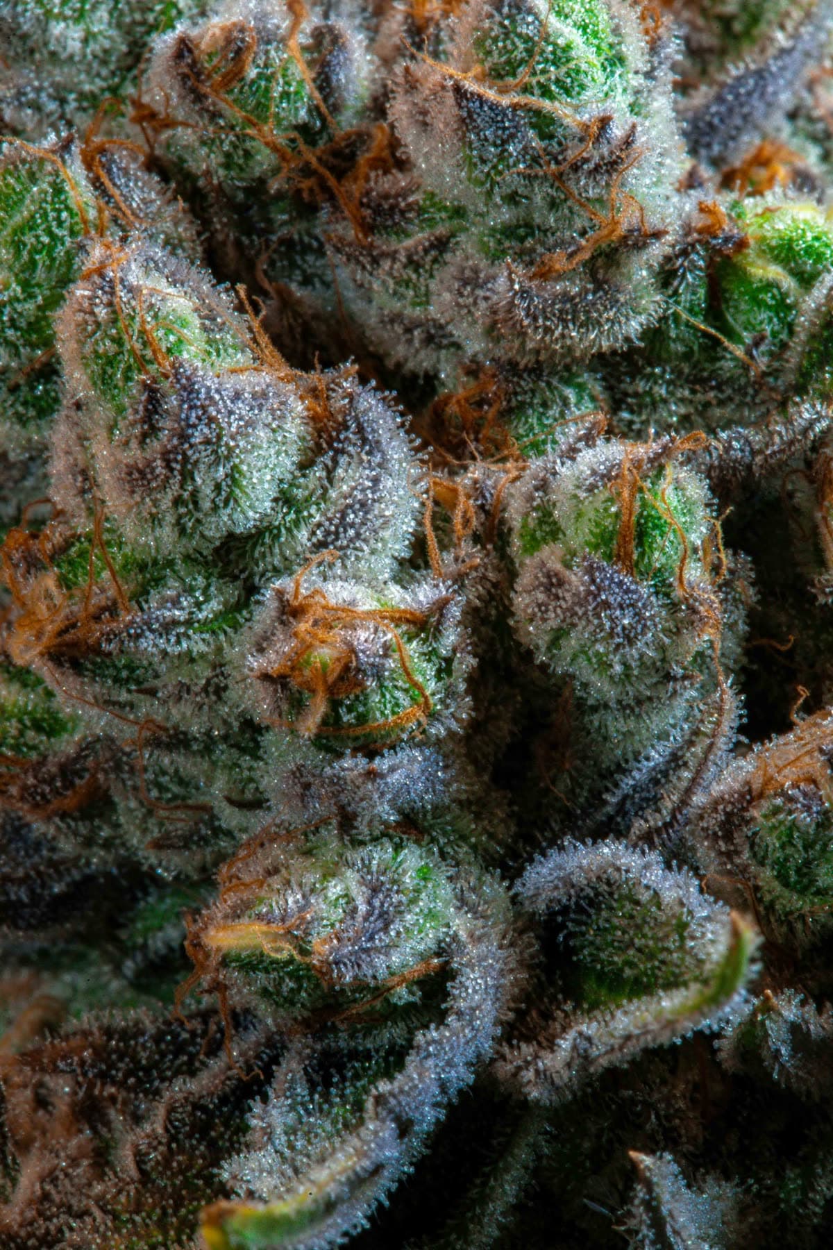 Wedding Cake Hemp Disposable
