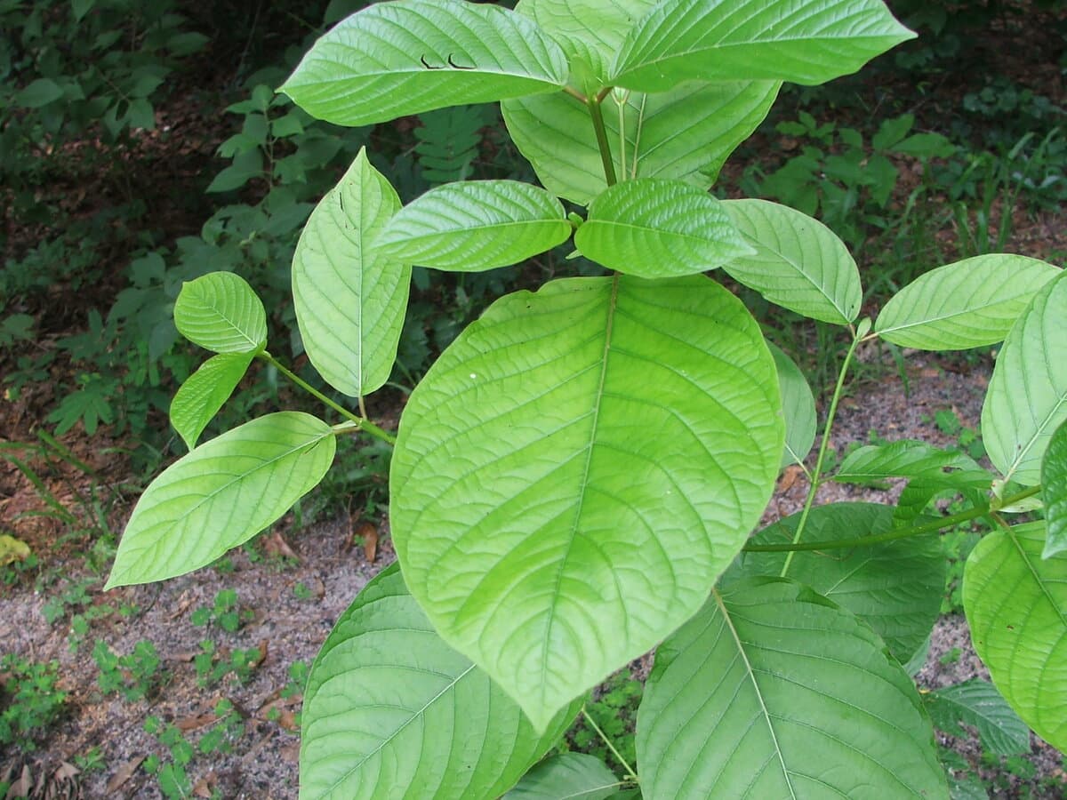 White Thai Kratom Powder